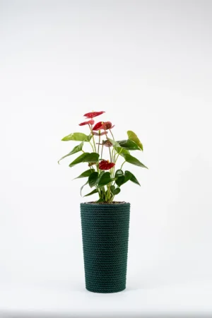 Doniczka bawełniana zielona z wkładem 36 cm
